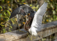 Birds And Wildlife Of Florida Wetlands