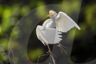 Birds And Wildlife Of Florida Wetlands