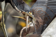 Birds And Wildlife Of Florida Wetlands