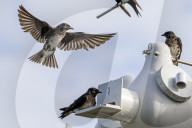 Birds And Wildlife Of Florida Wetlands