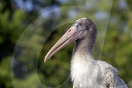 Birds And Wildlife Of Florida Wetlands