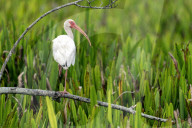 Birds And Wildlife Of Florida Wetlands
