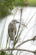 Birds And Wildlife Of Florida Wetlands