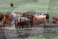 Daily Life In Alberta