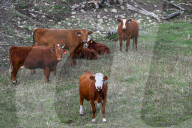 Daily Life In Alberta