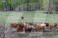 Daily Life In Alberta