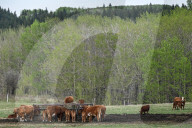 Daily Life In Alberta