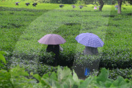 India Tea Garden