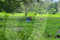 India Tea Garden