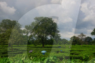 India Tea Garden