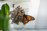 Monarch Butterflies And Bumblebees Feeding