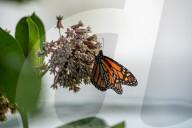 Monarch Butterflies And Bumblebees Feeding