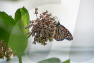 Monarch Butterflies And Bumblebees Feeding