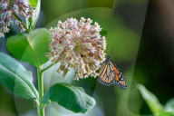 Monarch Butterflies And Bumblebees Feeding