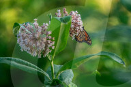 Monarch Butterflies And Bumblebees Feeding