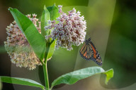 Monarch Butterflies And Bumblebees Feeding