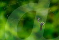 Black Soldier Fly (Hermetia Illucens) - Animal India
