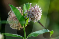 Monarch Butterflies And Bumblebees Feeding