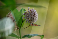 Monarch Butterflies And Bumblebees Feeding