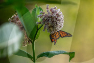 Monarch Butterflies And Bumblebees Feeding