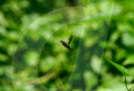 Black Soldier Fly (Hermetia Illucens) - Animal India