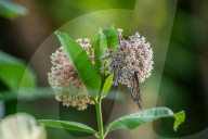 Monarch Butterflies And Bumblebees Feeding