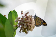 Monarch Butterflies And Bumblebees Feeding