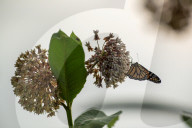 Monarch Butterflies And Bumblebees Feeding