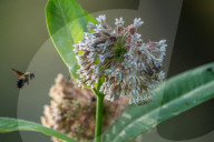Monarch Butterflies And Bumblebees Feeding