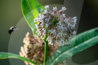 Monarch Butterflies And Bumblebees Feeding