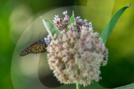 Monarch Butterflies And Bumblebees Feeding