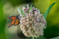 Monarch Butterflies And Bumblebees Feeding