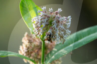 Monarch Butterflies And Bumblebees Feeding