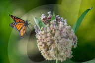 Monarch Butterflies And Bumblebees Feeding