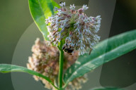 Monarch Butterflies And Bumblebees Feeding