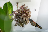 Monarch Butterflies And Bumblebees Feeding