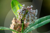Monarch Butterflies And Bumblebees Feeding