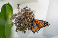 Monarch Butterflies And Bumblebees Feeding
