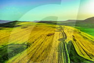 Blooming Rapeseed Fields in Xinjiang