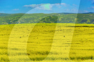 Blooming Rapeseed Fields in Xinjiang