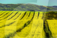 Blooming Rapeseed Fields in Xinjiang