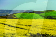 Blooming Rapeseed Fields in Xinjiang