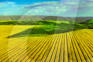 Blooming Rapeseed Fields in Xinjiang