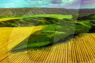 Blooming Rapeseed Fields in Xinjiang