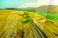 Blooming Rapeseed Fields in Xinjiang