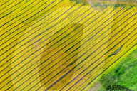 Blooming Rapeseed Fields in Xinjiang