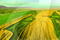 Blooming Rapeseed Fields in Xinjiang