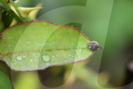 Garden Baby Snail On Flower
