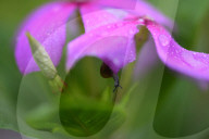 Garden Baby Snail On Flower