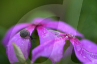 Garden Baby Snail On Flower